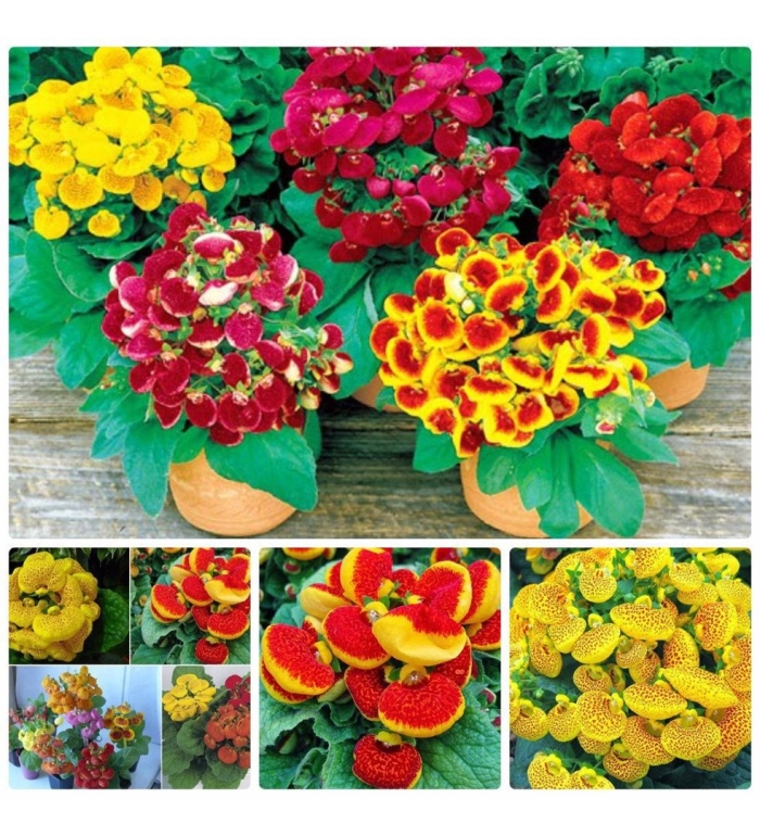 Кальцеолярия микс