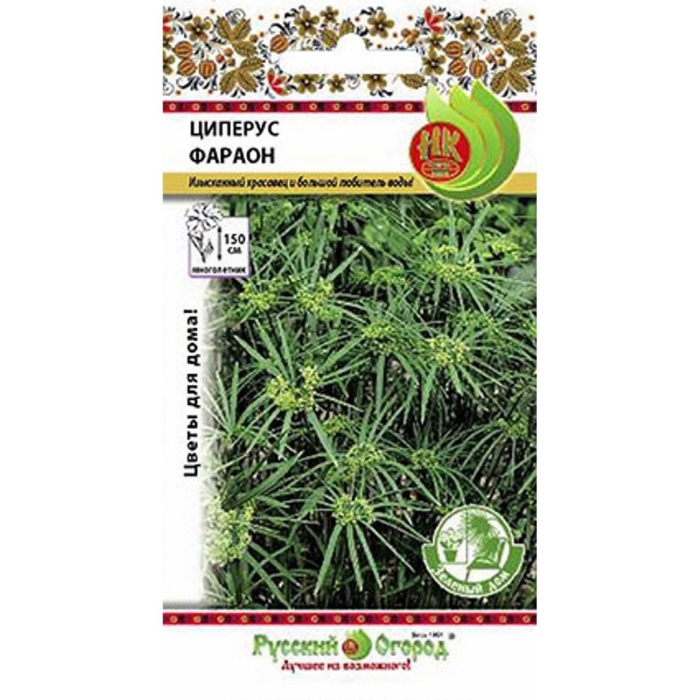 Циперус фараон