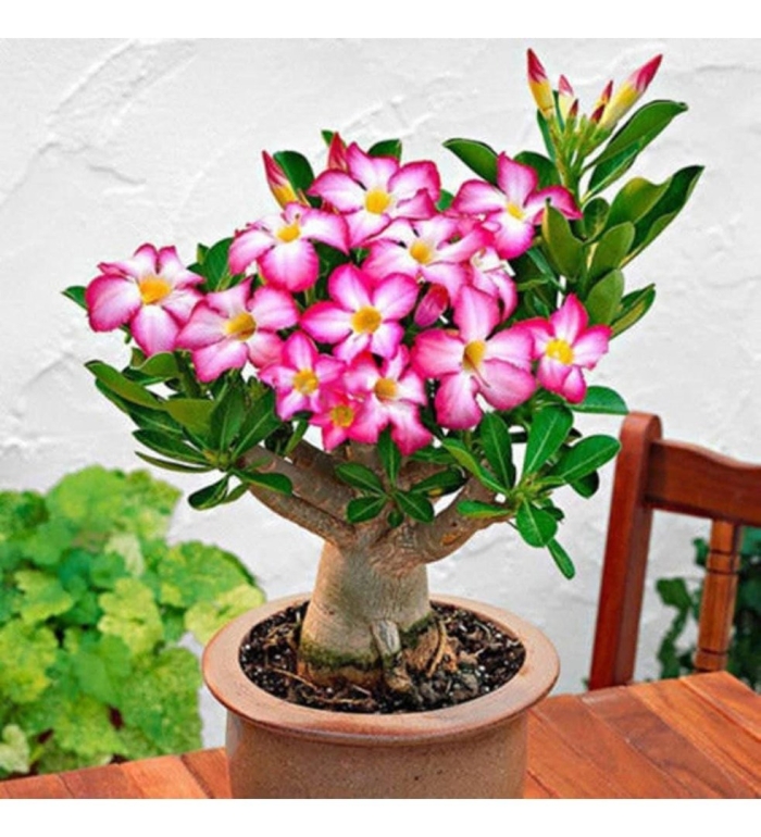 Адениум обесум бонсай