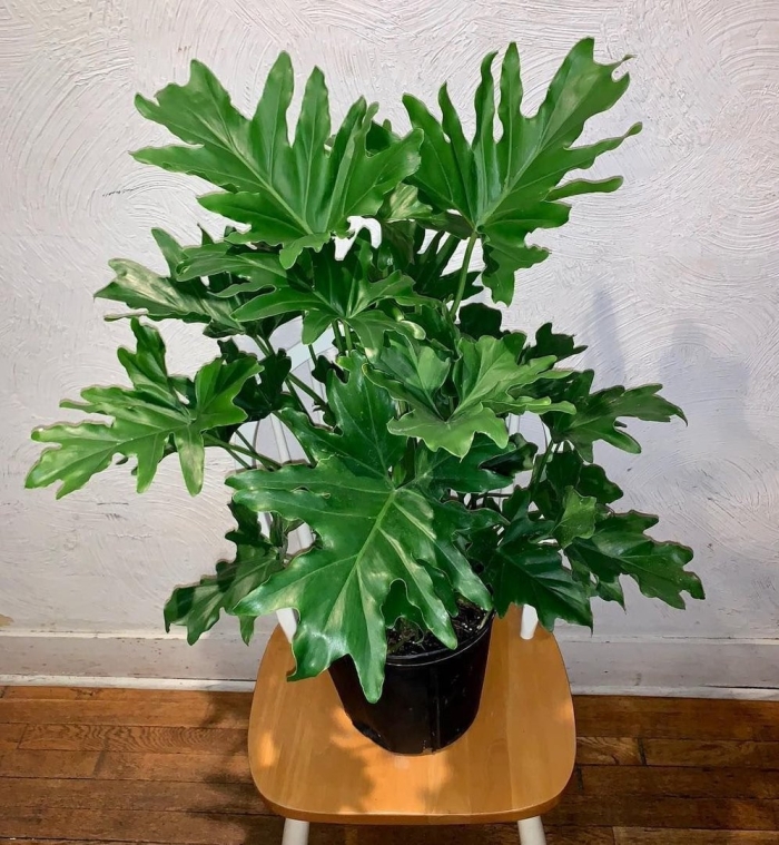 Филодендрон селло