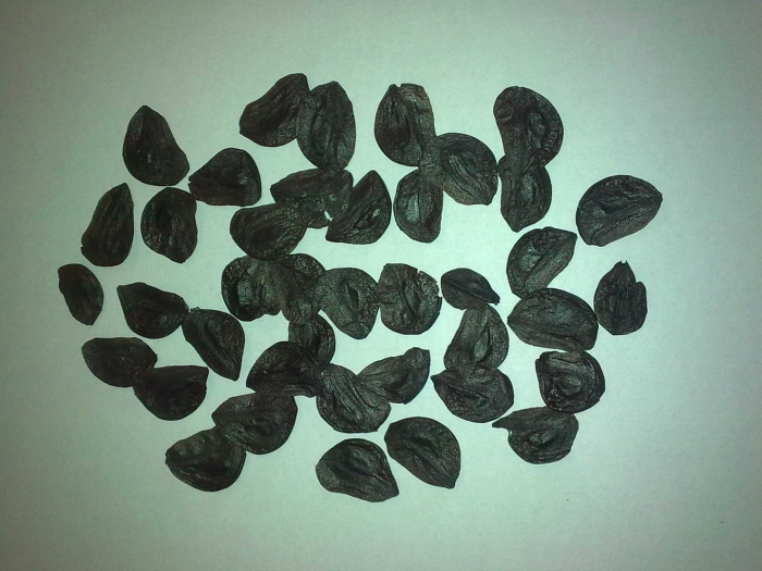 Антуриум семена