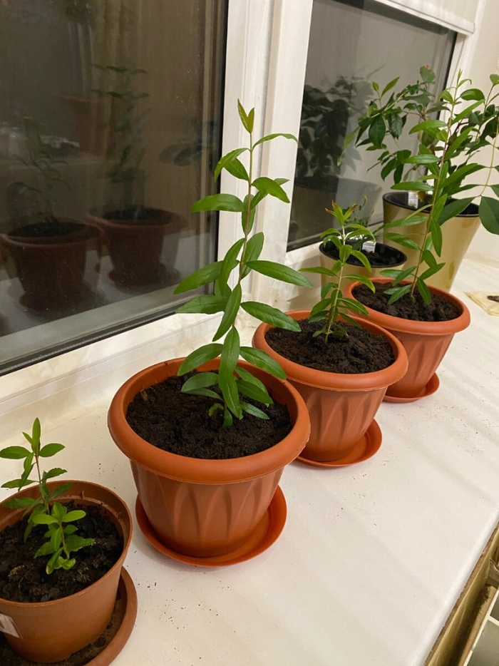 Гранат комнатный росток