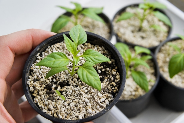 Комнатные цветы из семян