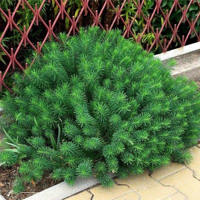 Молочай кипарисовый euphоrbia cyparíssias