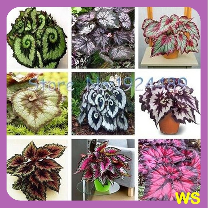 Бегония декоративнолиственная семена