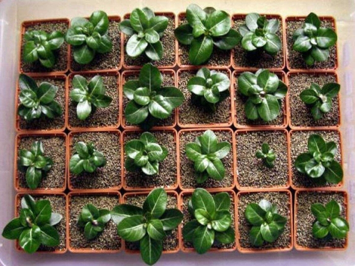 Адениум мини сеянец