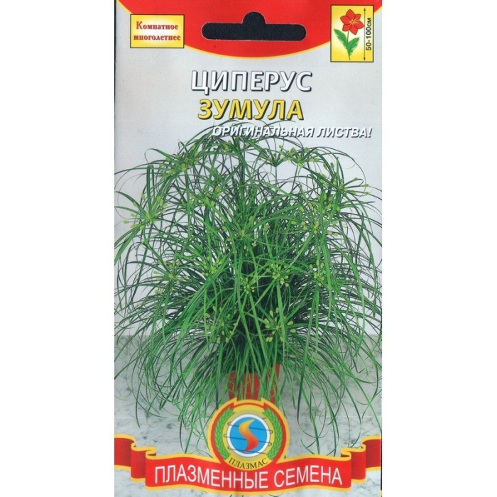 Циперус зумула