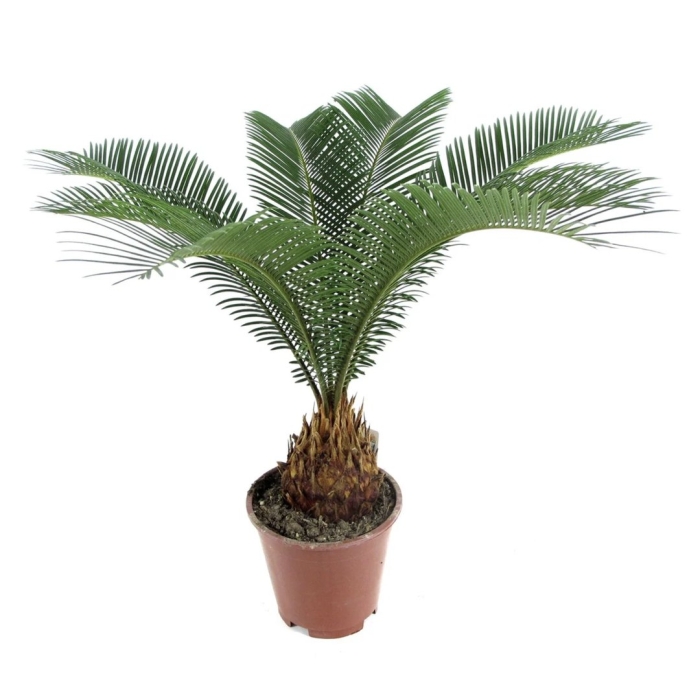 Цикас революта