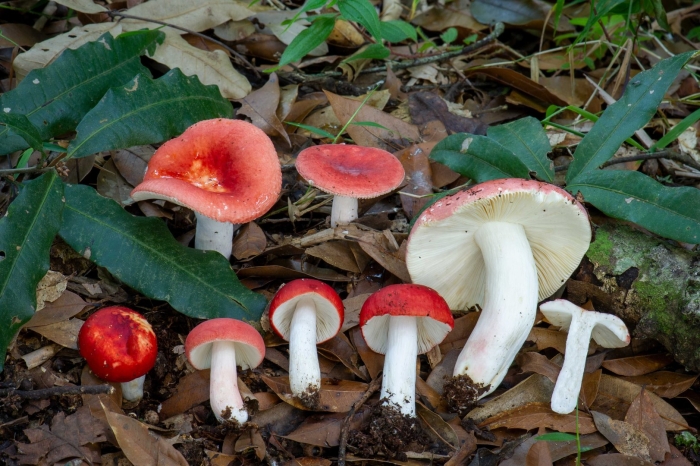 Грибы russula emetica