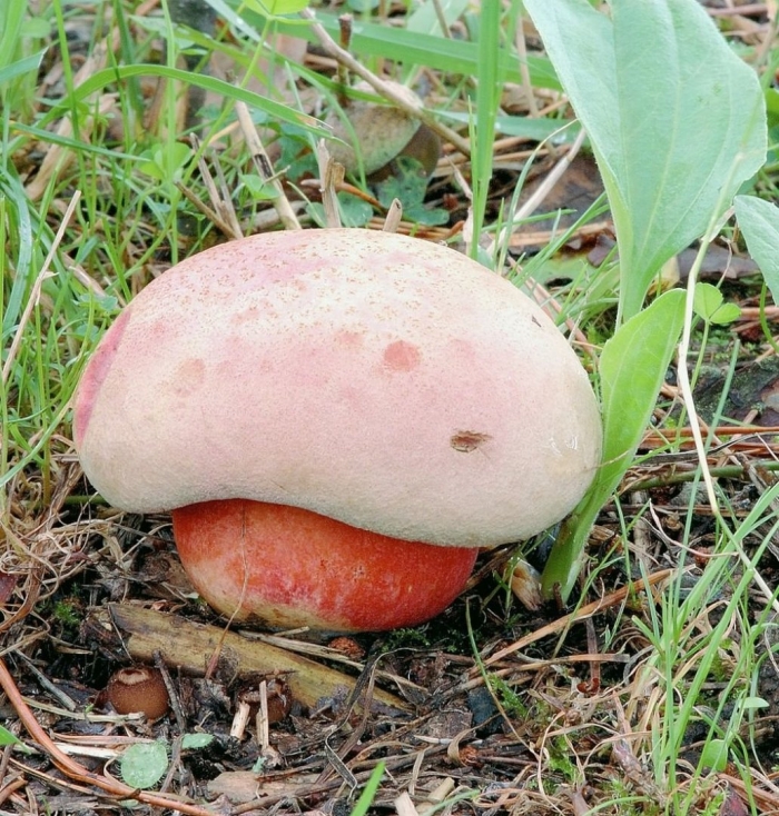 Rubroboletus legaliae