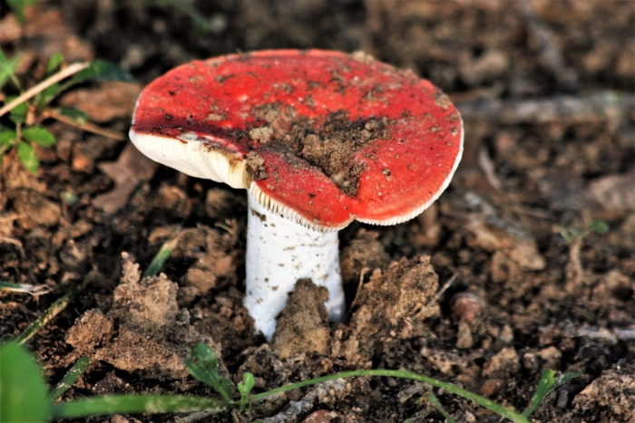 Сыроежка розовая russula rosea