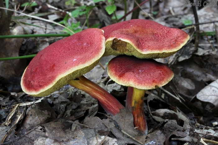 Моховик красный hortiboletus rubellus