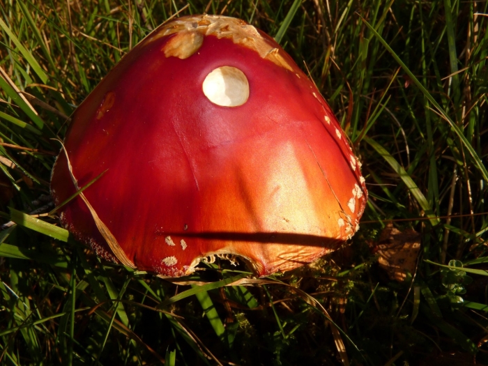Красный гриб без точек