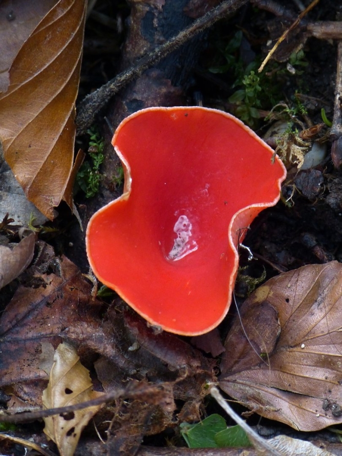 Sarcoscypha coccinea
