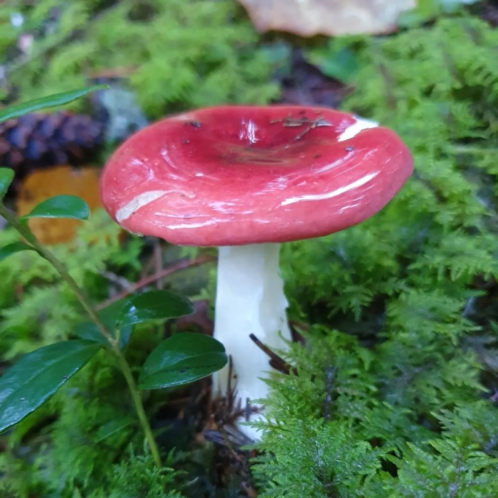 Гриб сыроежка