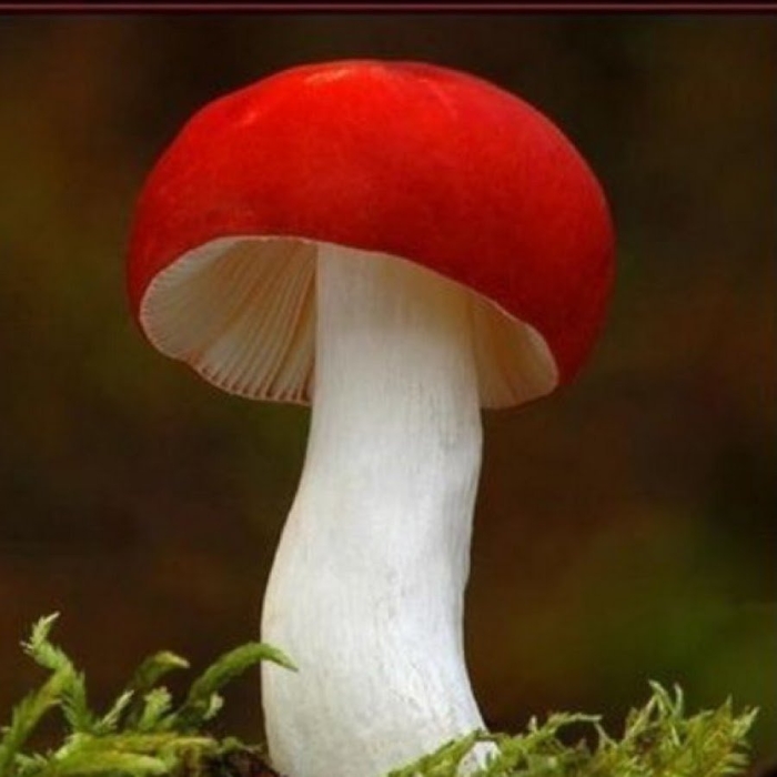 Гриб с красной шляпкой