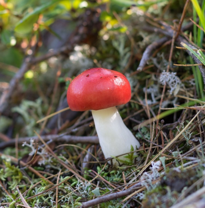 Сыроежка с красной шляпкой