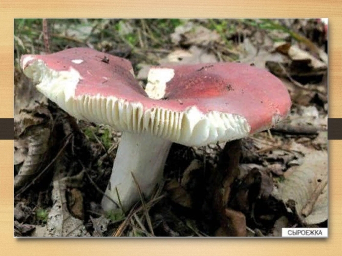 Сыроежка охристая