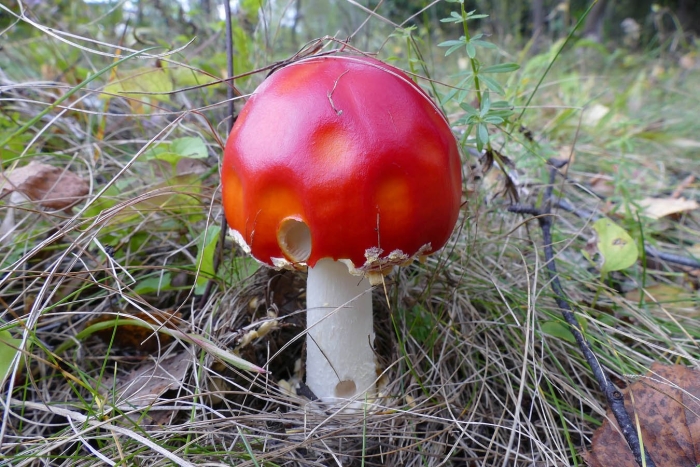 Красный мухомор