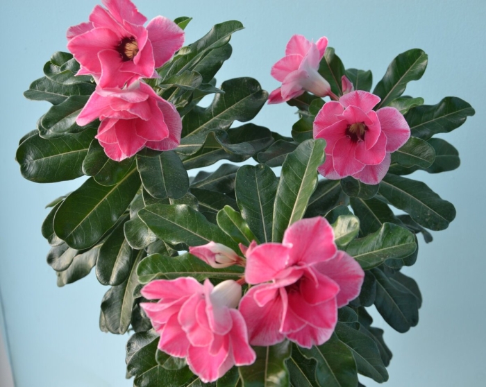 Адениум свазикум