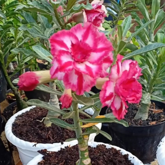 Адениум ред камелия