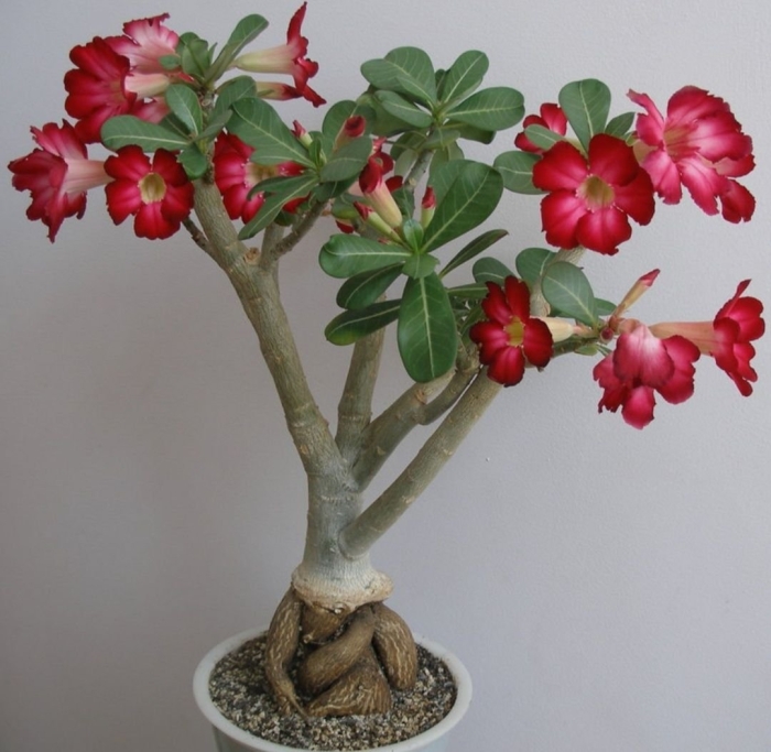 Адениум цветок комнатный