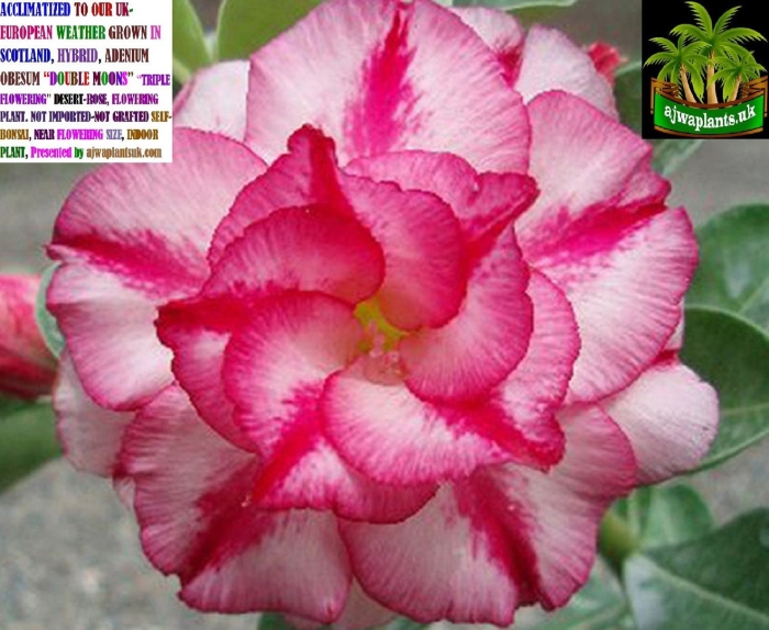 Адениум обесум сорта