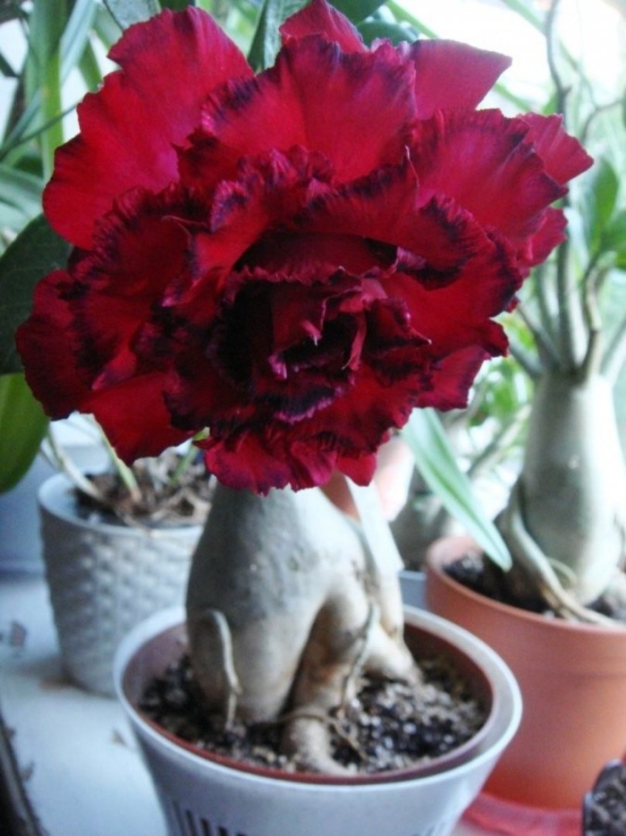 Адениум obesum