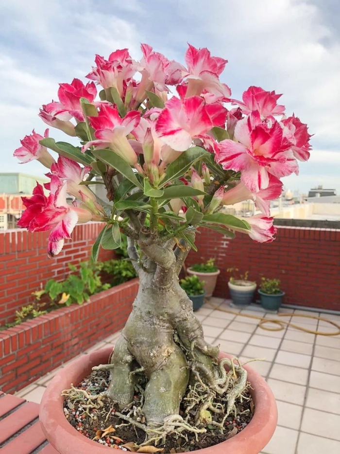 Адениум роза пустыни