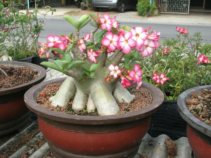 Адениум desert rose