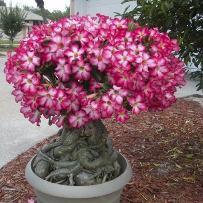 Адениум обесум роза пустыни