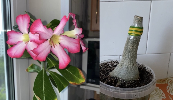 Адениум сокотранум