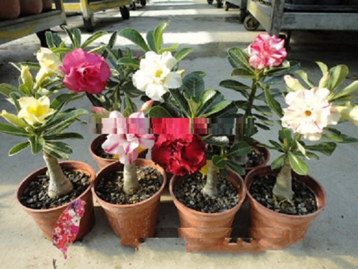 Адениум hias jepang