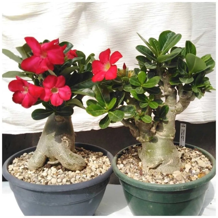 Адениум в домашних условиях