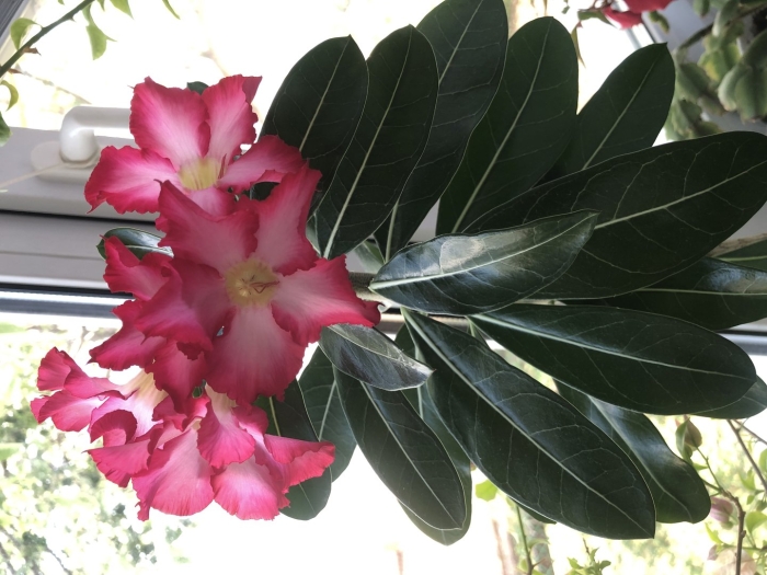 Адениум yu jiao