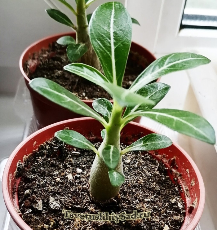 Адениум из семян в домашних условиях