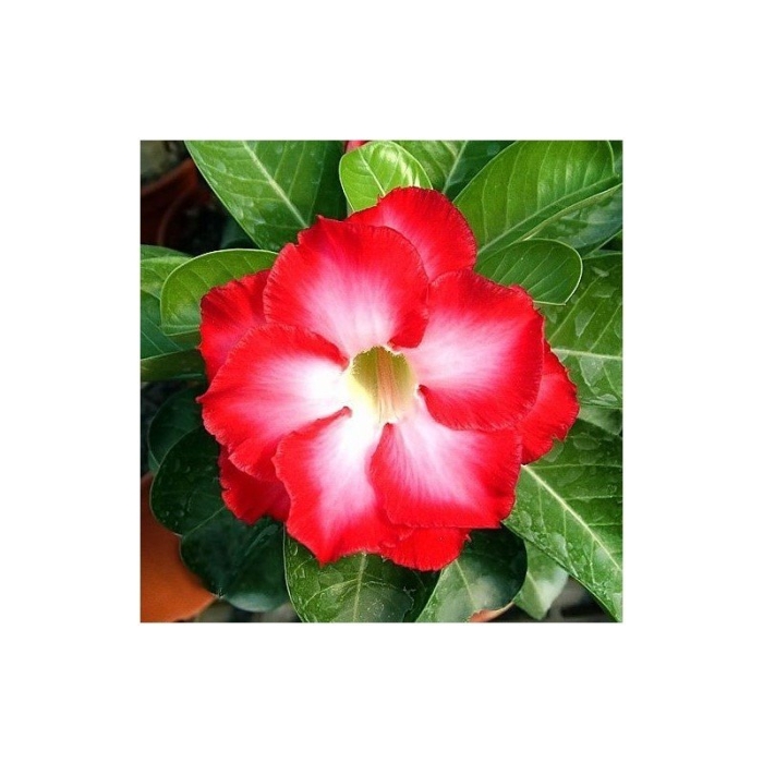 Адениум обесум семена