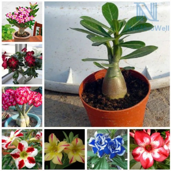 Адениум тучный бонсай