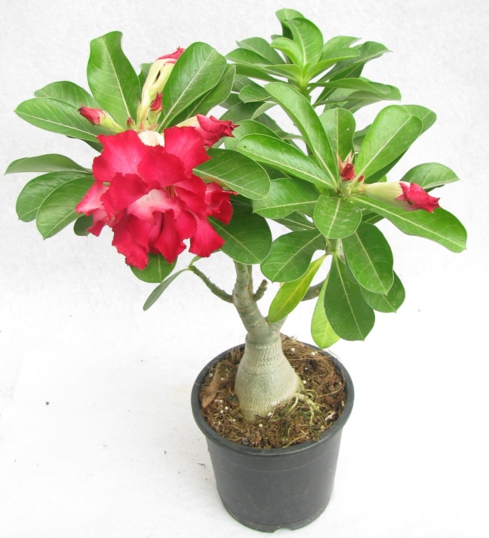 Адениум анук