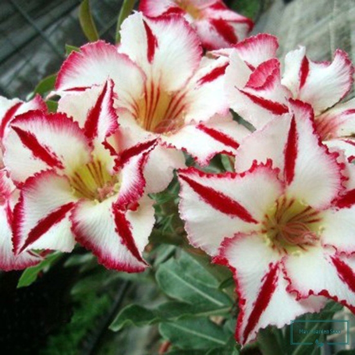 Адениум сорт pearl