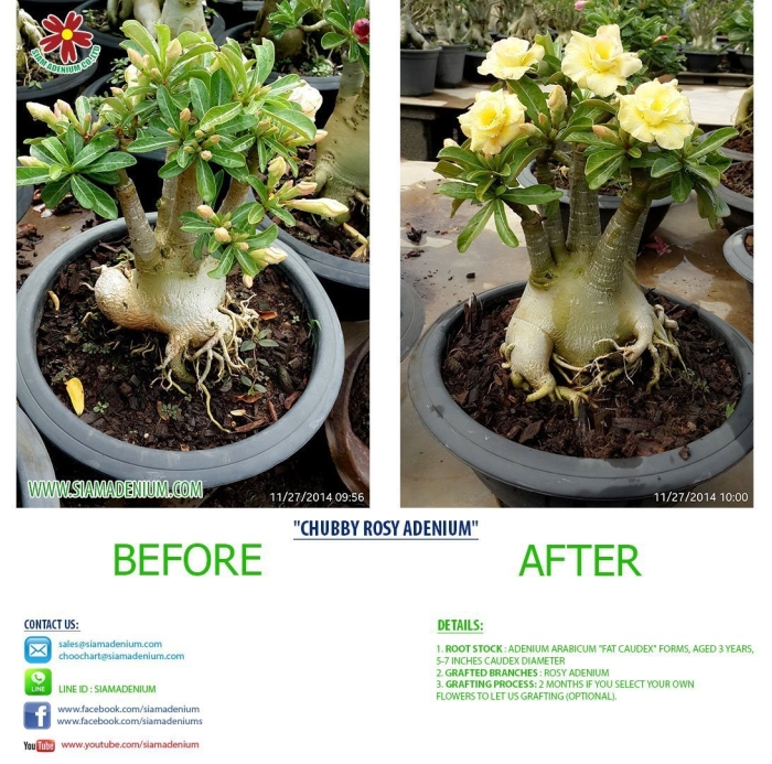 Адениум арабикум махровый