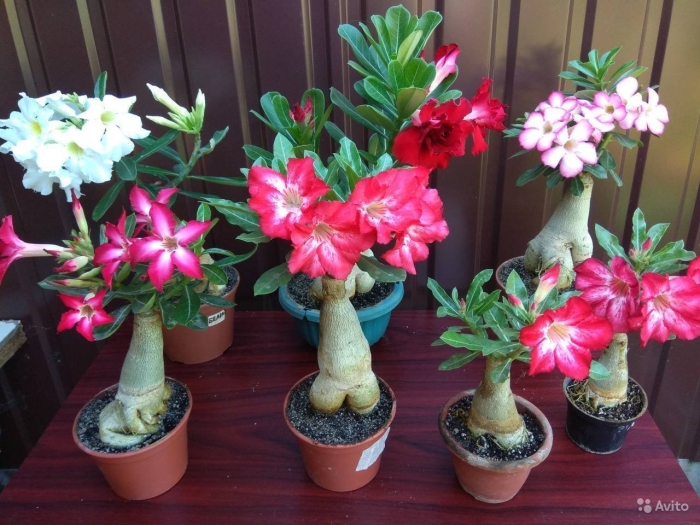 Адениум обесум (тучный)