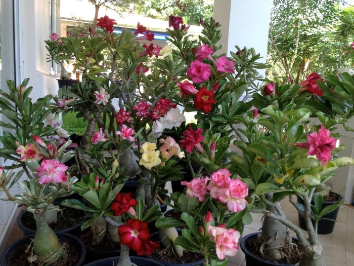 Адениум комнатный цветок