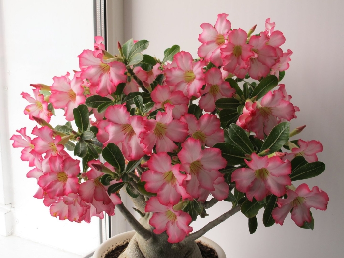 Адениум суккулент