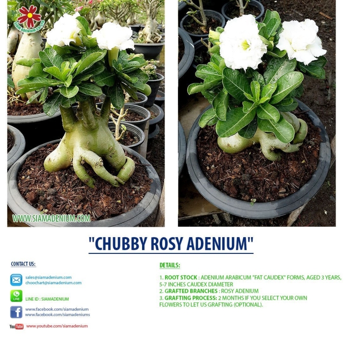 Адениум арабикум сеянцы