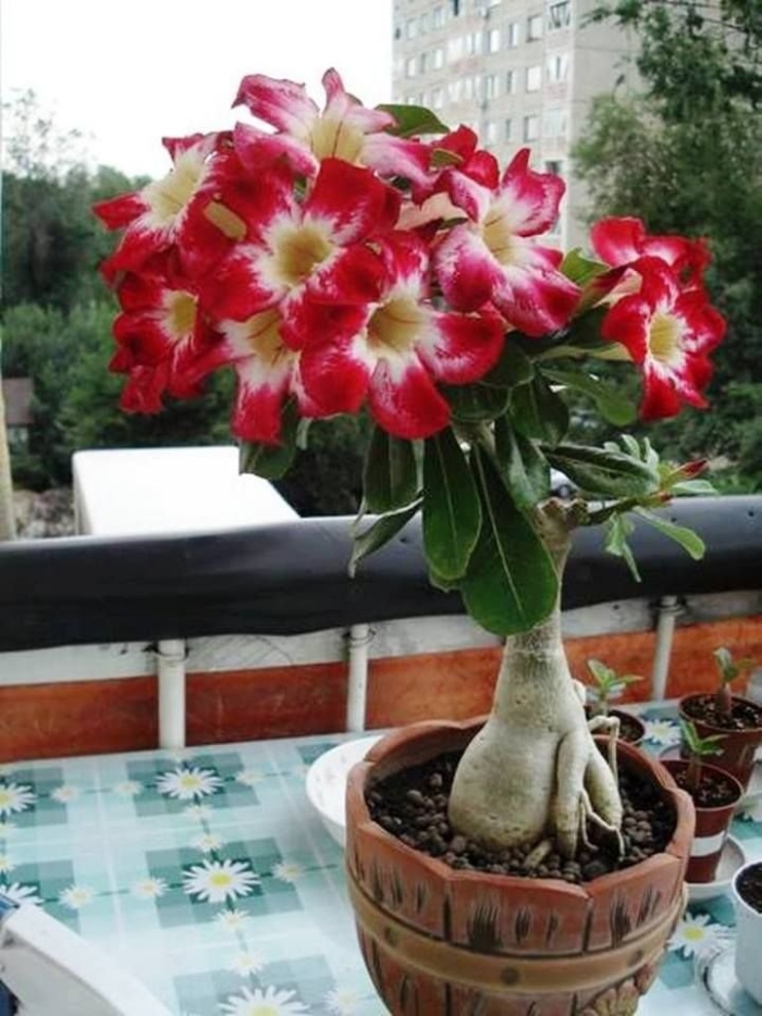 Адениум ростки