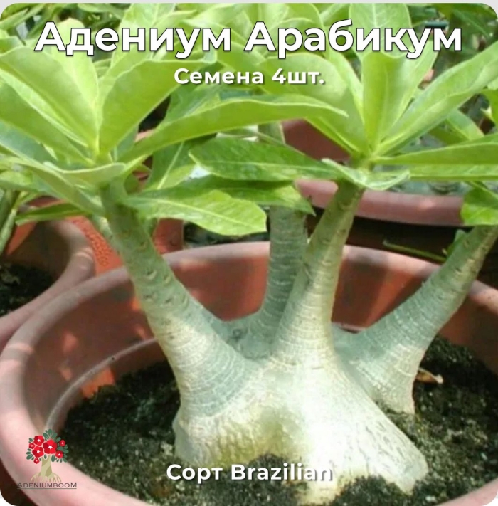 Адениума арабикум