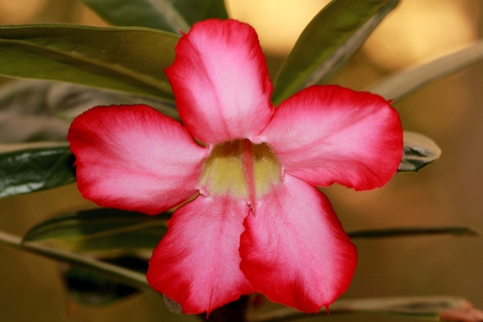 Адениум многоцветковый