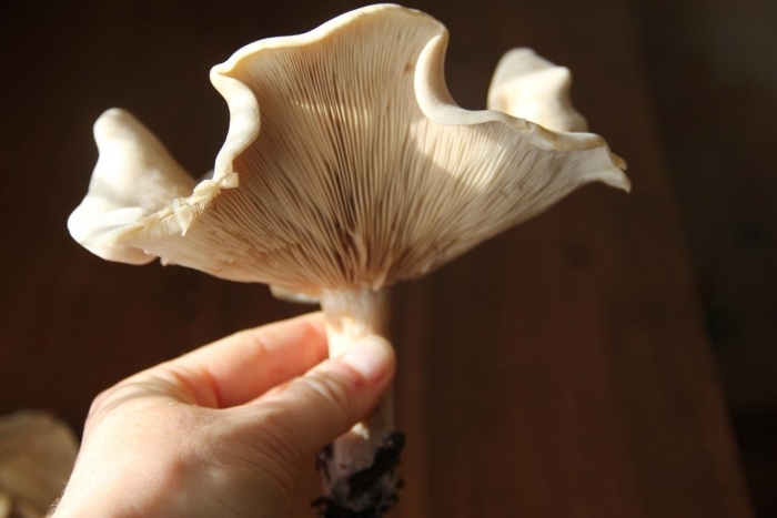 Говорушка подогнутая clitocybe geotropa