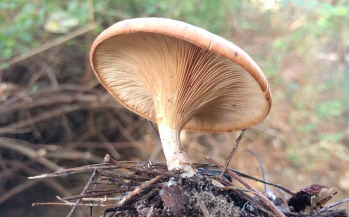 Говорушка перевёрнутая paralepista flaccida